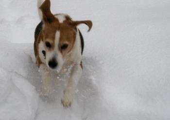 Busters&#039; Playground - My beagle Buster loves the snow.