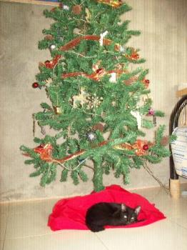 under the tree - my cat sleeoing under the Christmas tree.