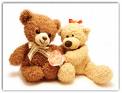 teddy - picture of teddy