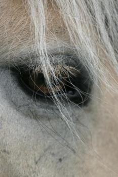Horse eye - Close-up of eye of a Norwegian fjord horse