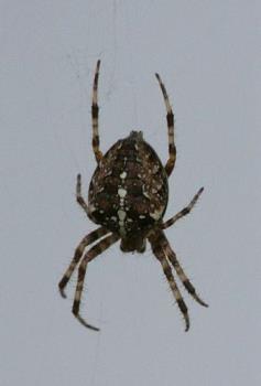 Spider - Spider, we call them cross spiders because the pattern on the back looks like a cross. 