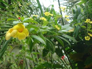 Flowers growing on creepers - I have several perennial creepers and bushes that flower throughout the year.