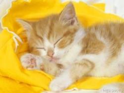 kitten - kitten kitten - kitten