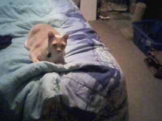 Precious - This is a picture of precious on the bed. I&#039;ve got several of them but this one brings out his color a lot better. I have a couple I took with the digital camera, but they make him look too brite. SO here&#039;s a nice picture of Precious sitting on the end of George and I&#039;s bed. I took it with my cell phone. And, I think you can easily tell what he looks like.