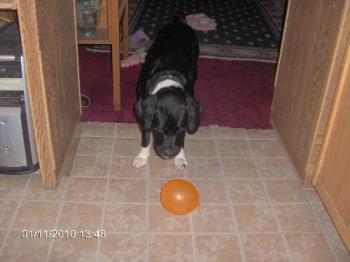 Sams balloon - He is looking at it like why isn&#039;t it moving. Sam just threw the balloon down and it didn&#039;t do what his balls do. Looked like he thought it would bounce too.