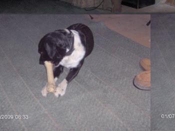 Sams bone - We get this big raw hide chews at the dollar store think this is his favorite.