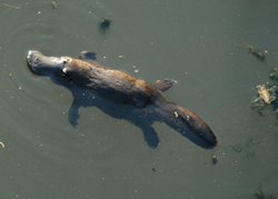 The platypus - The platypus, a kind of something different.