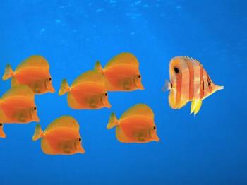 Follow Fish - Follow Fish Screen Saver