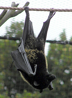 Steve the Fruitbat - This is a picture of Steve the Fruitbat.