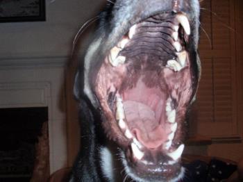 Maggie May - YAaaaaaaaWn!!!!!!!!!!! lol 