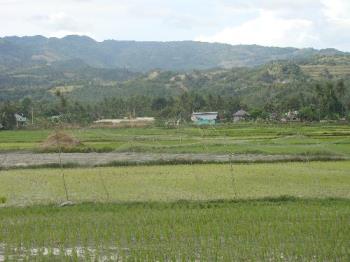 argao rice fields - argao rice fields at summer time... very cool place... argao rice fields - argao rice fields at summer time... very cool place...