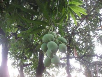 mangoes - locally, we call this "indian" mango, a variety of mangoes which is really very delicious and not sour. we have 3 mango trees in our yard.