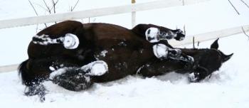 Horse - My horse rolling around in the snow