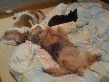 my animals - my dogs and cats taking over my bed