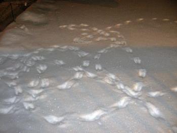 Tracks - More bunny tracks in my front yard. Tracks - More bunny tracks in my front yard.