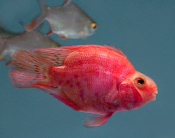 red parrot - red parrot fish red parrot - red parrot fish