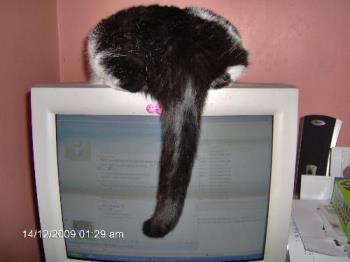 Cat on monitor - Does this position make my rear look big?