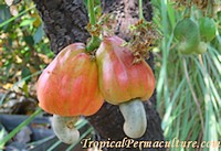 Fruits - These cashews are rich in vitamins and could be eaten plain or as juice and used to make wine