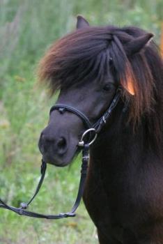 Shetland pony - Portrait of a Shetland pony
