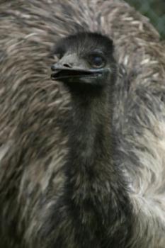 Emu - Emu from a zoo in Adelaide. It looked quite sternly at us :-)