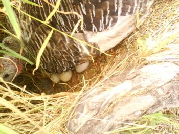 Male Turkey on Eggs - This is the Father Turkey laying on 11 eggs.
