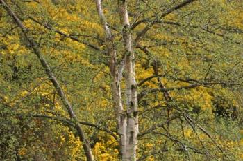 Colourful trees in Edinburgh - Trees in white and yellow that we saw when walking down from Arthurs head in Edinburgh, Scotland