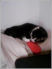 My cat Oreo - loving cat,22 years old My cat Oreo - loving cat,22 years old