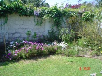 Chilean garden in October - I have planted all these plants, mostly from cuttings. 
