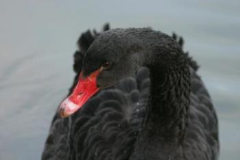 Black swan - Black swan from St James&#039; Park in London