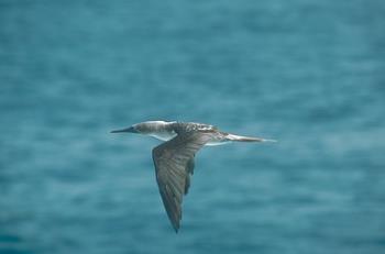 Blue Footed Booby - Bobby