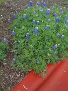 Last March&#039;s bluebonnets - I took these in early March last year