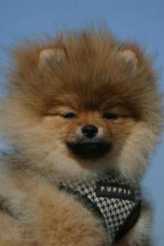 Pomeranian - The pomeranian of a friend of mine. He's called Oscar, and is very small and very fluffy.