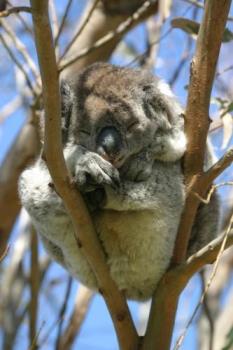 Koala - Koala from somewhere along the Great Ocean Road Koala - Koala from somewhere along the Great Ocean Road