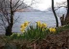 Daffodils in the Lake District - Wild daffodils growing in the Lake District.