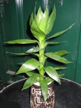 Ikbooi's plant - A lovely looking indoor plant Ikbooi's plant - A lovely looking indoor plant