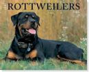 dogs - Rottweiler