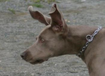 Weimaraner - Weimaraner with Dumbo ears