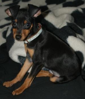 Bruiser (new min pin) - This is my new min pin bruiser!