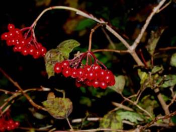 berries - Photo of red berries.