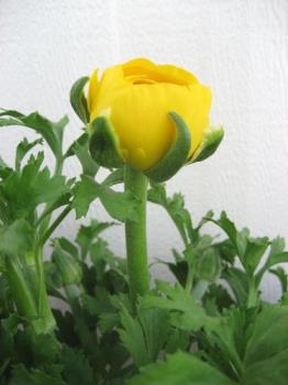 Isn&#039;t it Pretty? - A ranunculus flowering in my garden.