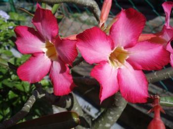 flower plant - This is the flower plant with succulent stems and leaves. Therefore I don’t have to water them often. It’s quite easy to take care of. flower plant - This is the flower plant with succulent stems and leaves. Therefore I don’t have to water them often. It’s quite easy to take care of.