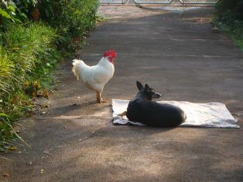 Pets - Preiti and Gamma (dog and rooster) are great friends