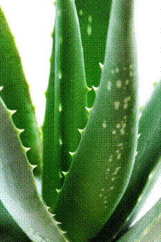 Aloe vera - Aloe vera plant is effective for hair growth.