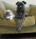 A cat and a dog together on a couch. - We&#039;ve seen a number of photos of cats and dogs sitting or lying down together while they rest but we still keep regarding any of these pictures as a spectacle.