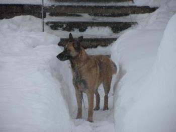 Snow - our german shepard in the snow