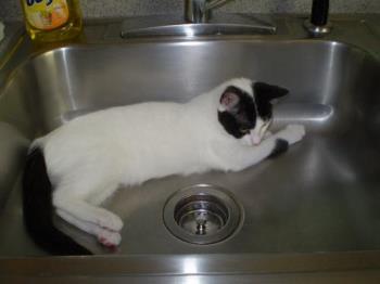 Asia in the sink.. - she is so fascinated by that faucet =)