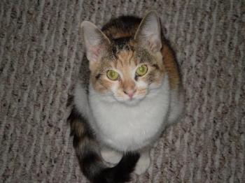 my calico cat - I named her Cookie after we got her from the shelter