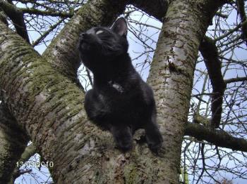 Shadow - This is Shadow up a tree saying "Was that a bird that I just saw?"