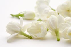 sampaguita, flower, like, much - sampaguita, national, flower, fragrant