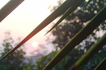 one morning - thank you god for this day. thank you god for being alive another day. one morning - thank you god for this day. thank you god for being alive another day.